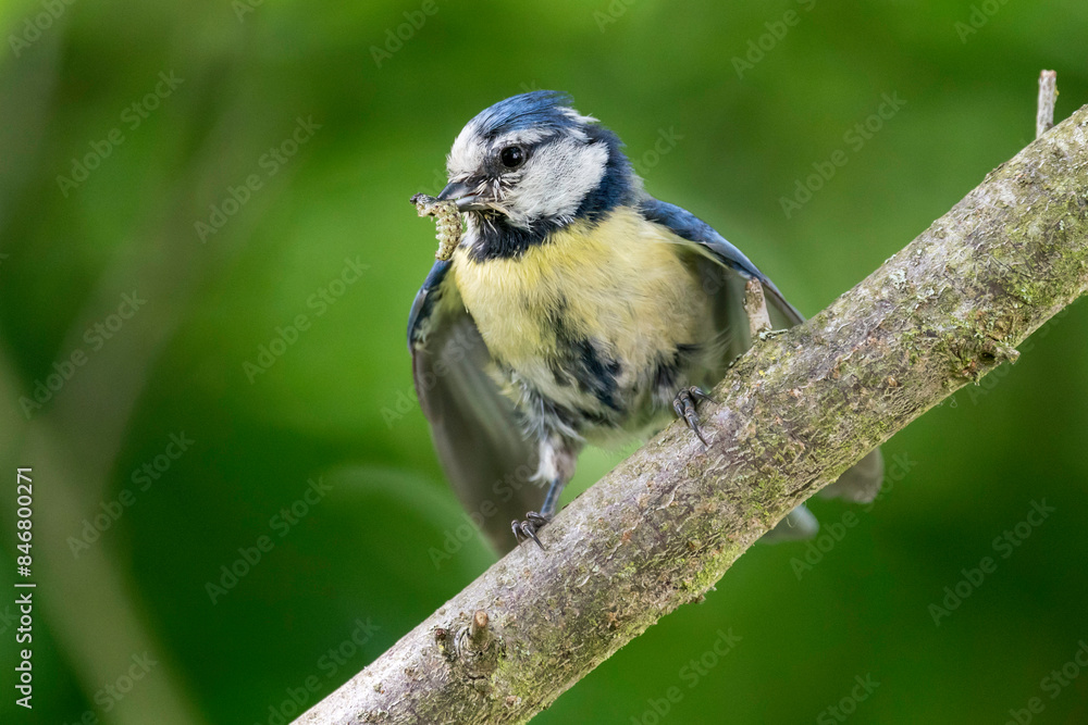 Obraz premium Blaumeise mit Futter