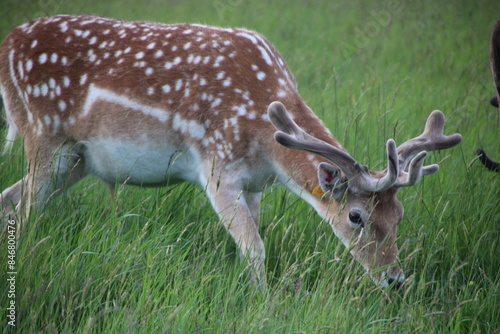 Phoenix park, dublin