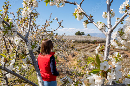 Cherries with flowers and in background, beautiful landscape with painted with cherry blossom trees. Fundão, Portugal, Europe photo