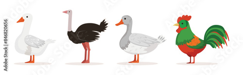 Farm Bird and Rural Poultry Feathered Fauna Vector Set