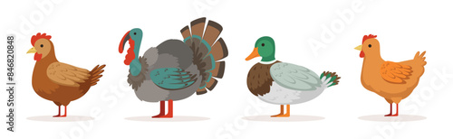 Farm Bird and Rural Poultry Feathered Fauna Vector Set