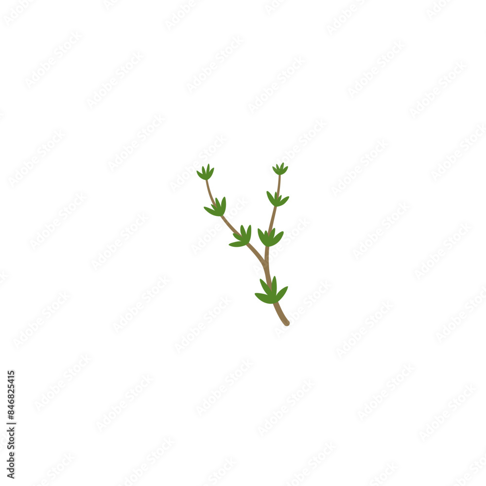 Thyme Branches Illustration Thyme Branches Illustration