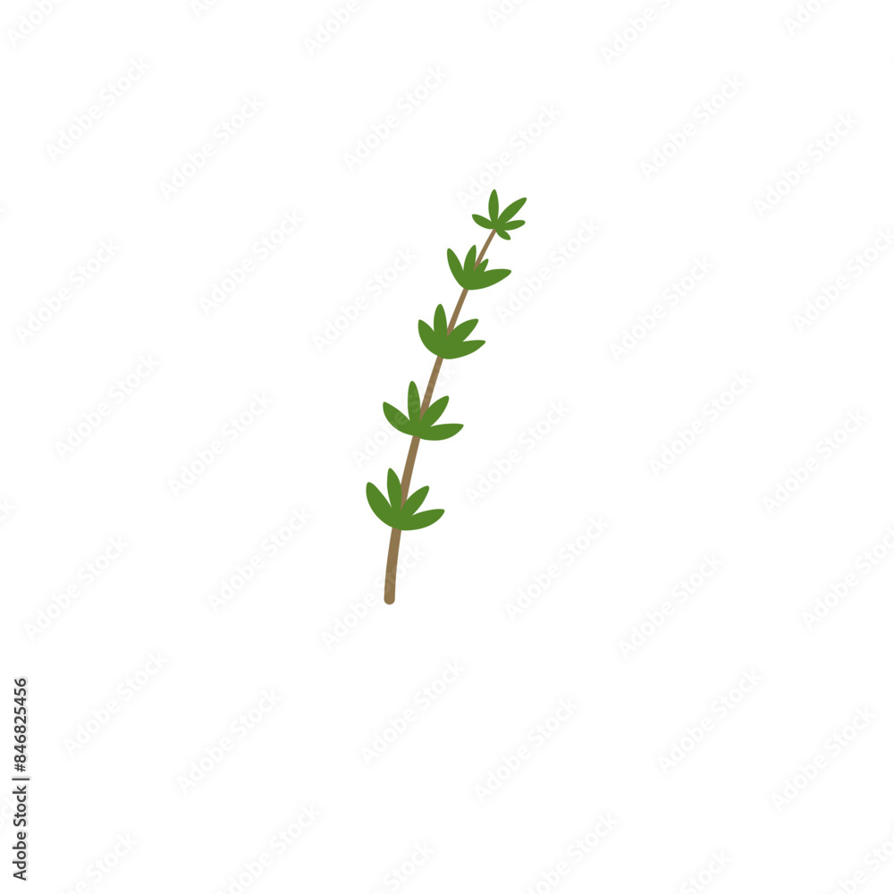 Fototapeta premium Thyme Branches Illustration