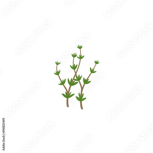 Thyme Branches Illustration