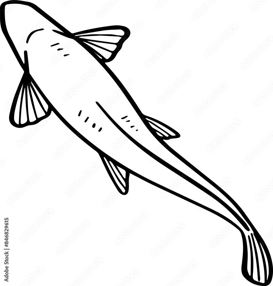 Fototapeta premium top view fish drawing.