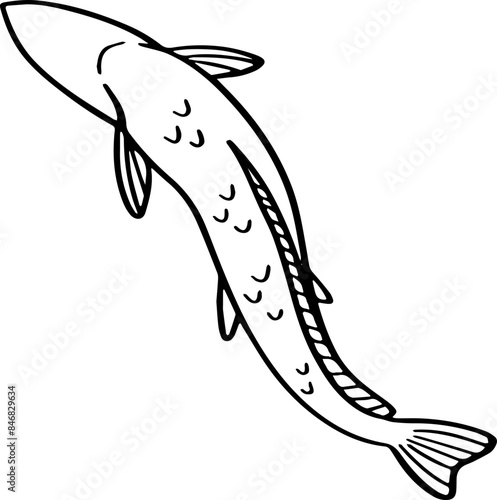 top view fish drawing.