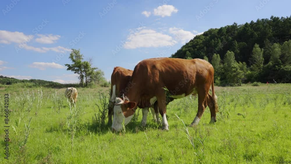 Cattle grazing on outdoor grasslands in Northeast China Cattle grazing on outdoor grasslands in Northeast China