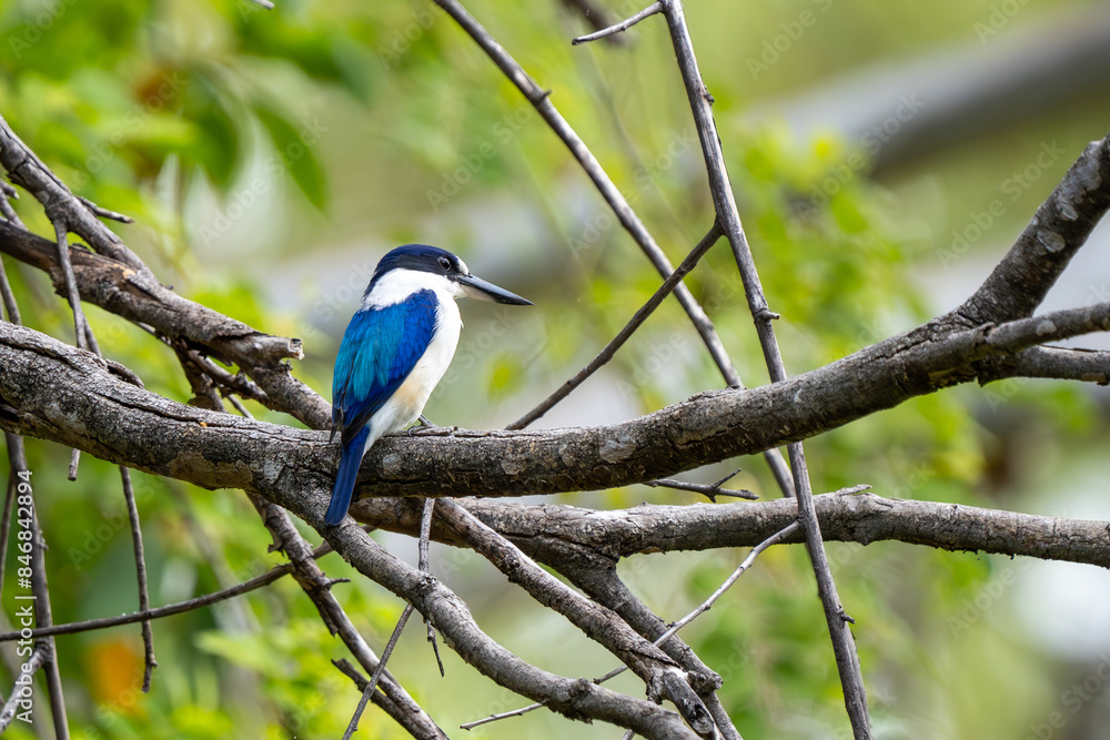 Forest Kingfisher in Katherine Gorge (Nitmiluk National Park), Northern Territory, Australia Forest Kingfisher in Katherine Gorge (Nitmiluk National Park), Northern Territory, Australia