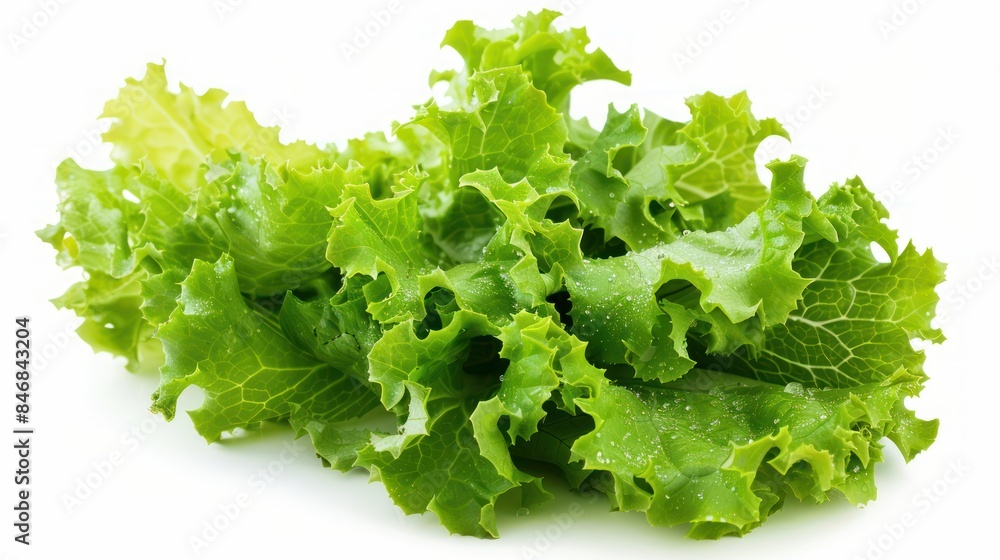 Escarole isolated white background Escarole isolated white background