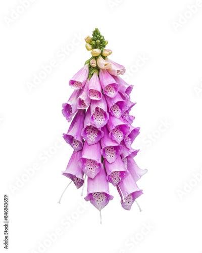 Canvas Print Purple foxglove flower isolated