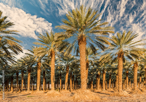 Plantation of date palms for healthy and GMO free food production. Date palm ...