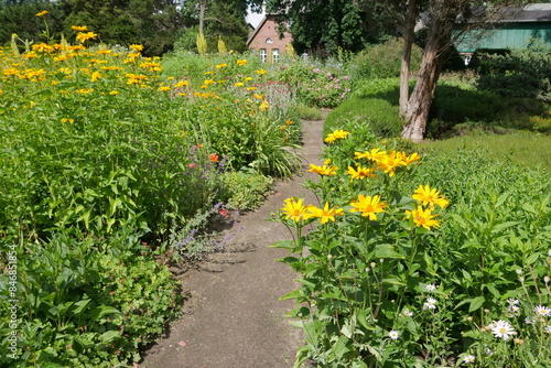 Gelbe Blumen am Gartenweg im Bauerngarten