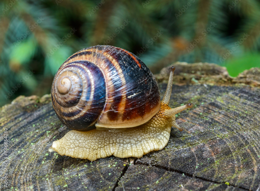 Helix albescens - Snail crawling in search of food in the garden Helix albescens - Snail crawling in search of food in the garden