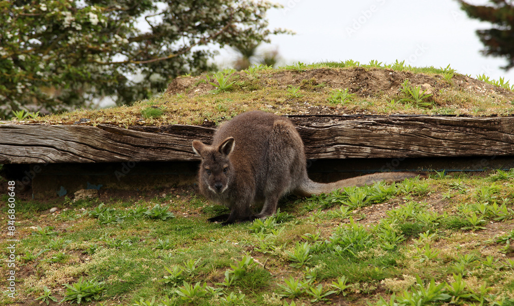 A Bennetts wallaby or red-necked wallaby crouching down on all fours on the grass A Bennetts wallaby or red-necked wallaby crouching down on all fours on the grass