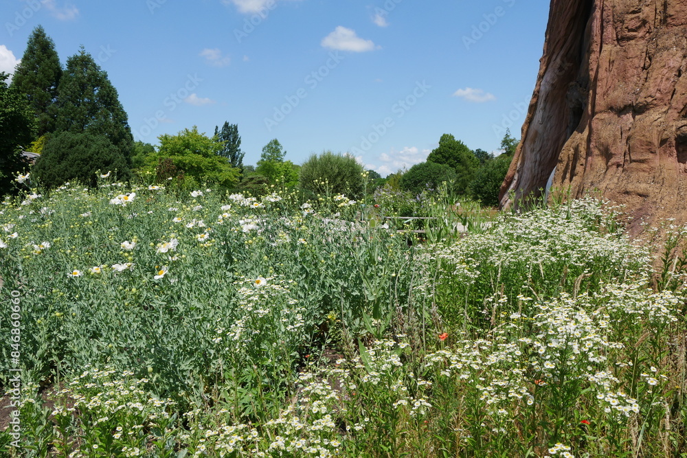 Sommerblumen in der Norddeutschen Gartenschau Sommerblumen in der Norddeutschen Gartenschau
