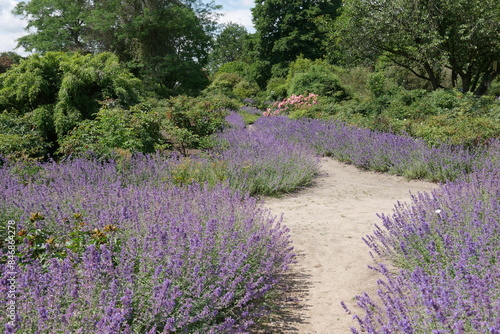 Weg durch Katzenminze im Arboretum Ellerhoop-Thiensen photo