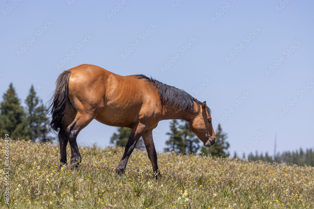 Obraz premium Wild Horse in Summer in the Pryor Mountains Montana