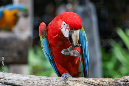 Close up head the red macaw parrot bird in garden