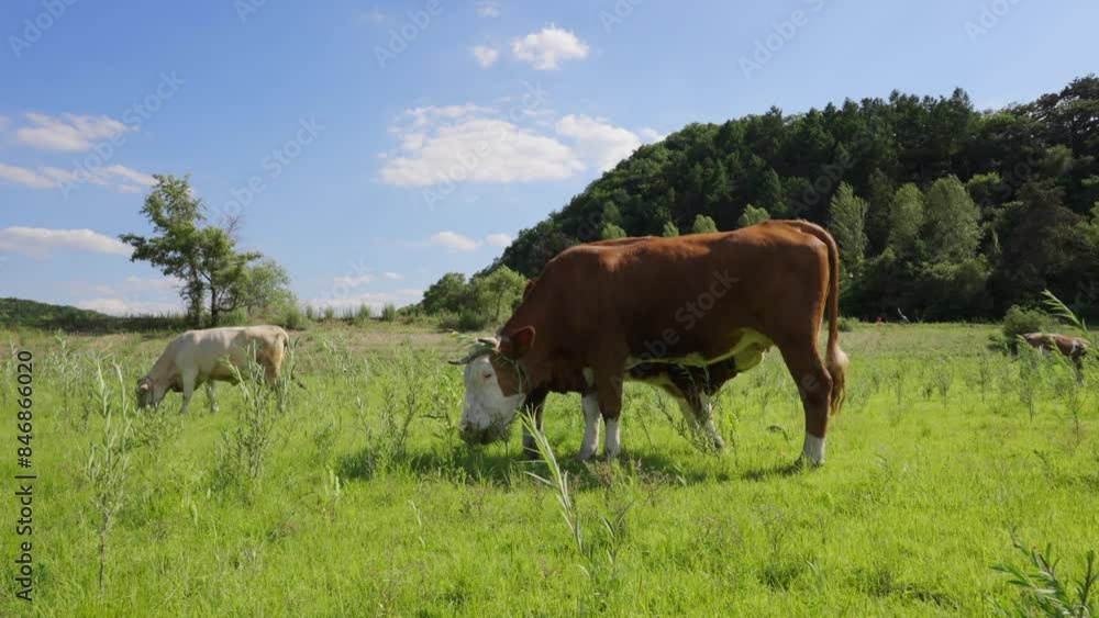 Cattle grazing on outdoor grasslands in Northeast China Cattle grazing on outdoor grasslands in Northeast China