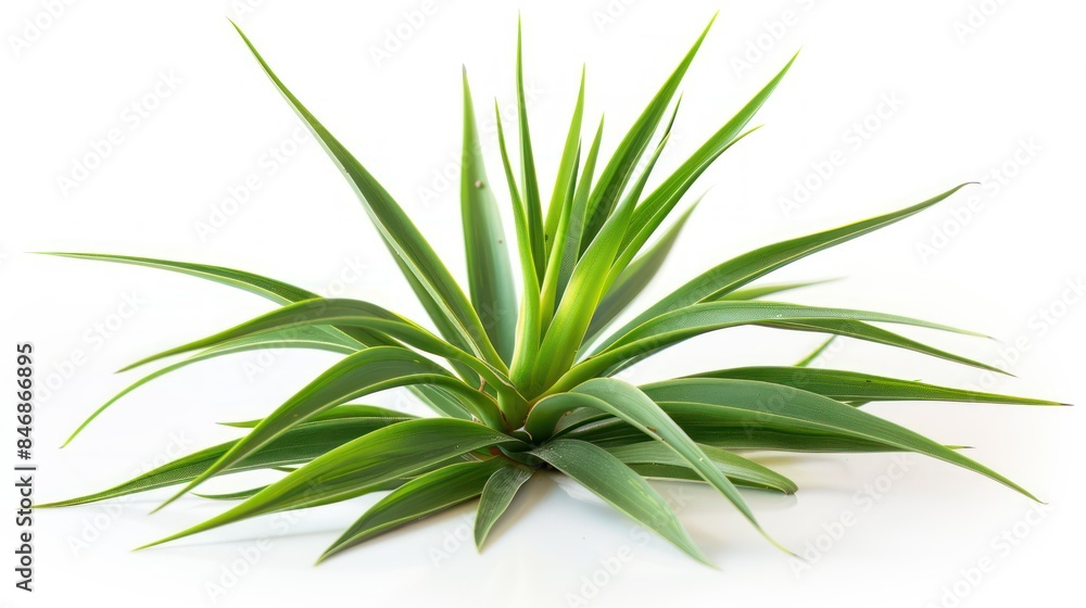 Fototapeta premium Yucca isolated white background