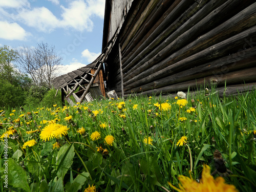 Stary opuszczony drewniany dom i budynki gospodarcze w wiosennej scenerii  wśród kwitnących polnych kwiatów.
 photo