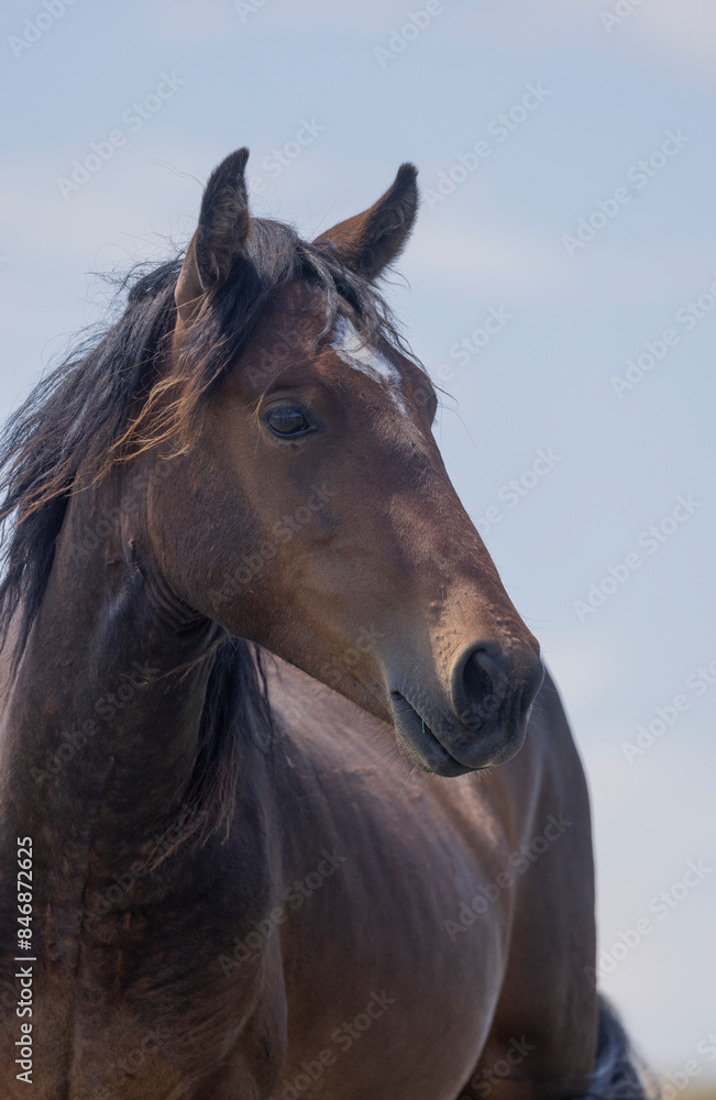 Fototapeta premium Wild Horse in Summer in the Pryor Mountains Montana