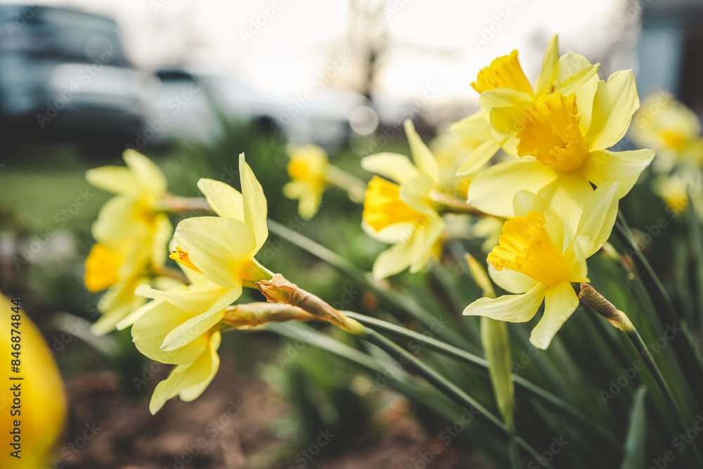 Fototapeta premium Spring daffodils in a flower garden with copy space