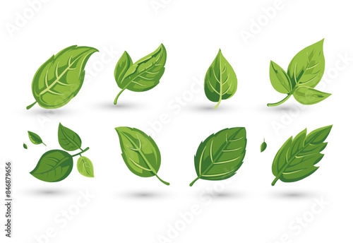 vector set of different isolated green leaves icon white background 