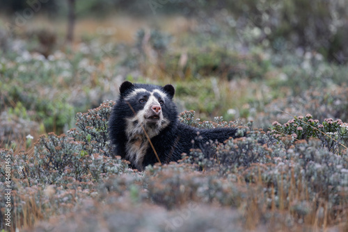 Spectacled Bear in the paramo 