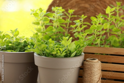 Wallpaper Mural Aromatic potted oregano against blurred green background Torontodigital.ca