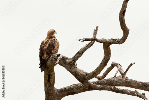 Photos Aigle ravisseur,.Aquila rapax, Tawny Eagle