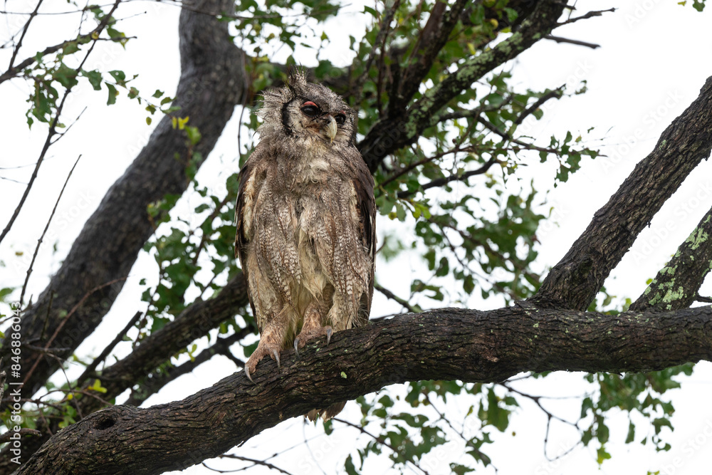 Grand duc de Verreaux,.Ketupa lactea, Verreaux's Eagle Owl Grand duc de Verreaux,.Ketupa lactea, Verreaux's Eagle Owl