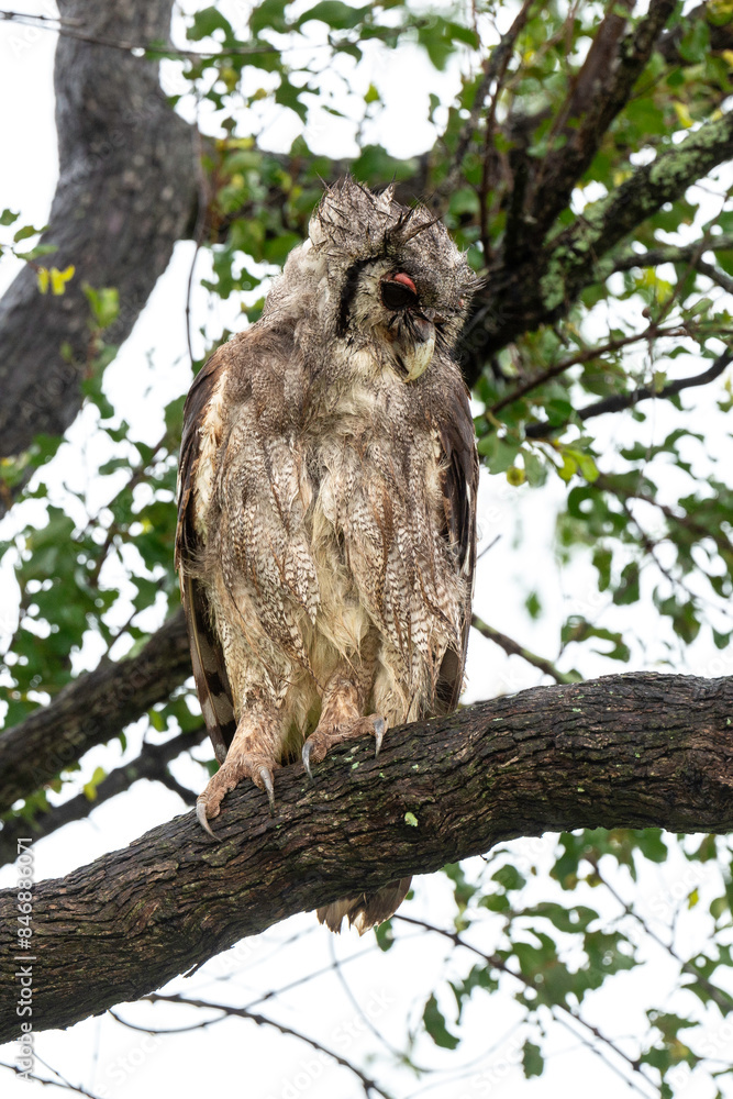 Grand duc de Verreaux,.Ketupa lactea, Verreaux's Eagle Owl Grand duc de Verreaux,.Ketupa lactea, Verreaux's Eagle Owl