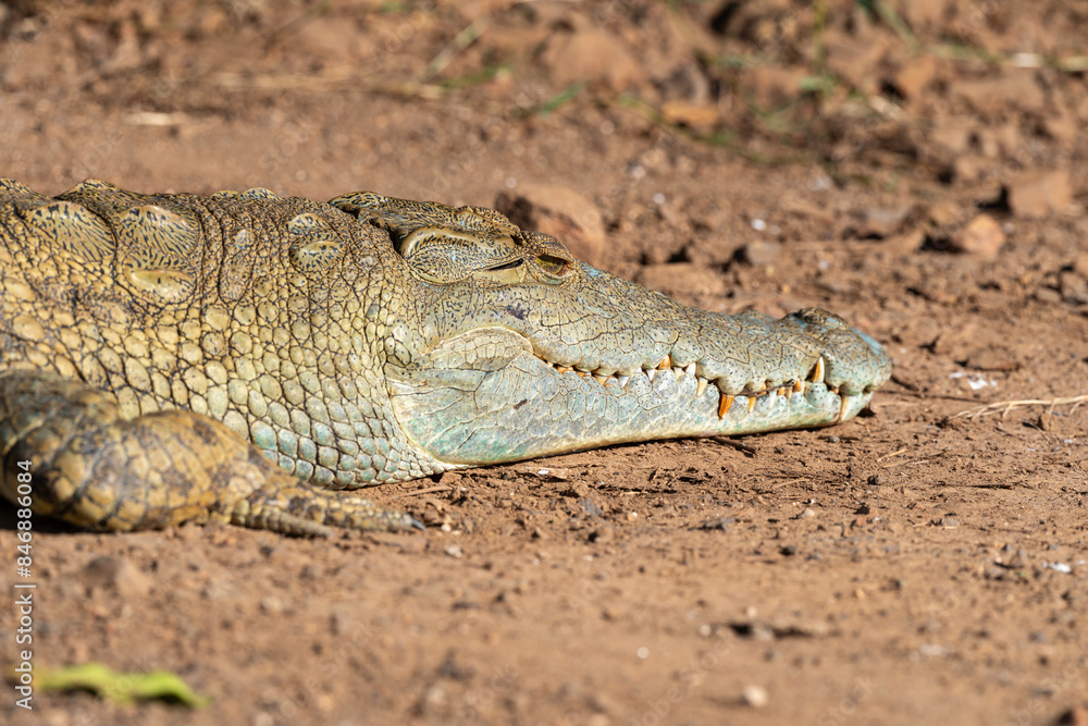 Fototapeta premium Crocodile du Nil , Crocodylus niloticus, Afrique du Sud