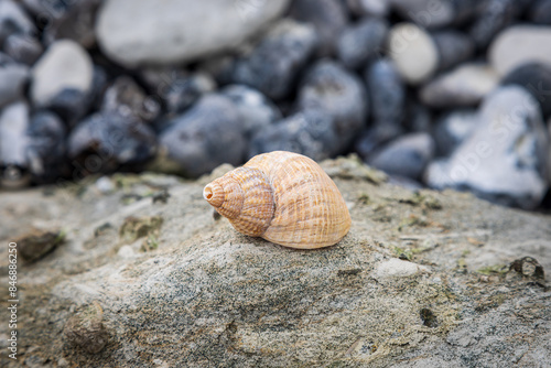 Принти на полотні A whelk shell on a rock at the coast, with a shallow depth of field