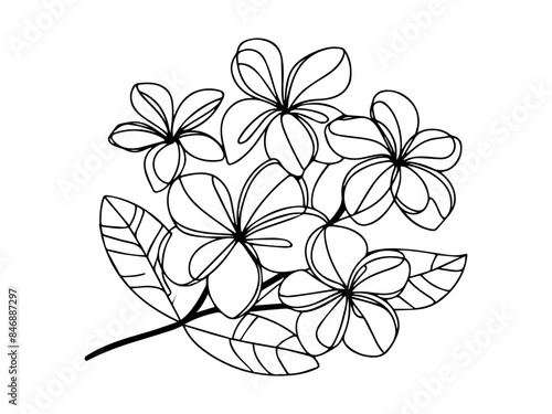 Plumeria flowers in continuous line art drawing style. Minimalist black line sketch on a white background. Vector illustration
