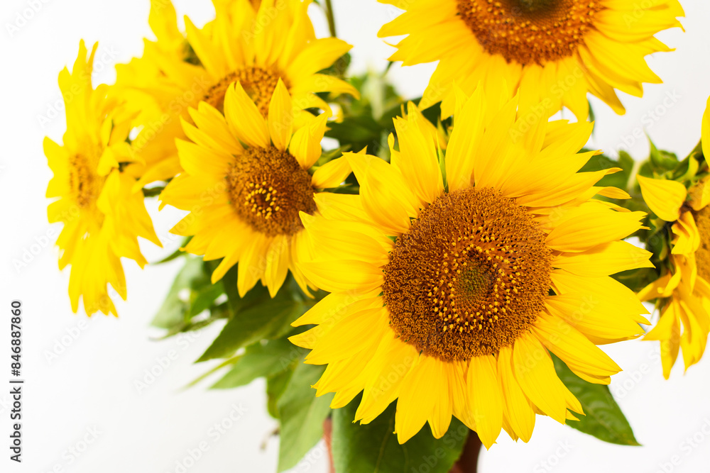 Obraz premium Summer rustic bouquet close up on a white background, bright juicy decorative sunflowers