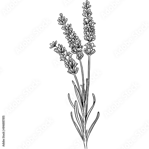 Hand drawn Lavender Flowers Sketch Illustration