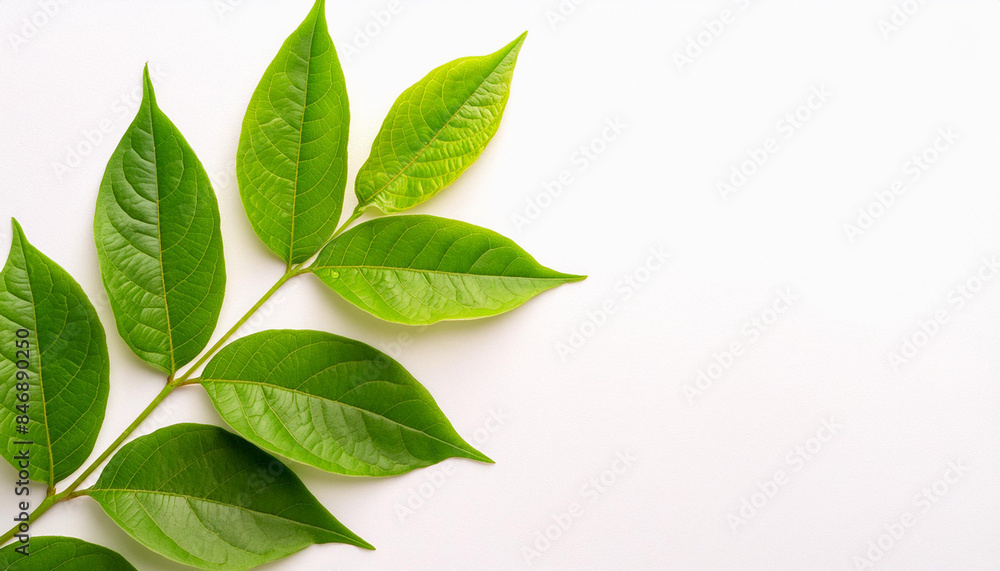 Design Elements Green Leaves Against a White Background for Designing Purposes, copyspace on a side Design Elements Green Leaves Against a White Background for Designing Purposes, copyspace on a side