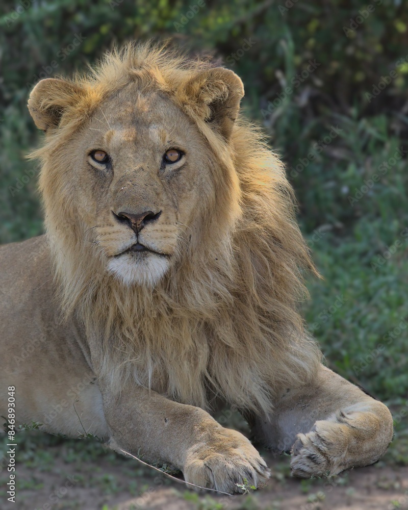 portrait of majestic male lion with luscious mane sitting alert in the shade of a tree in the wild Serengeti National Park, Tanzania portrait of majestic male lion with luscious mane sitting alert in the shade of a tree in the wild Serengeti National Park, Tanzania