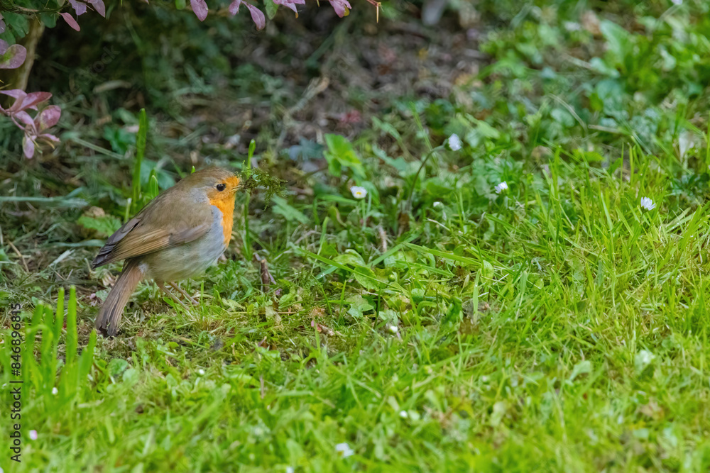 Close-up of robin bird perching on ground Close-up of robin bird perching on ground