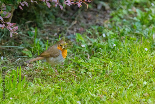 Close-up of robin bird perching on ground