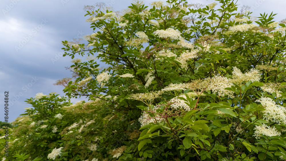 Fototapeta premium White blossom of elderflower (Sambucus nigra). black lilac elderflowerflower. Elderflower syrup ingredient