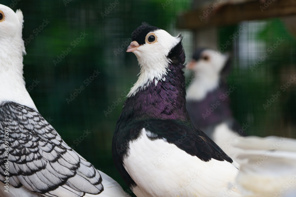 Fototapeta premium Close up of Black and White Pigeon with Unique Feather Pattern, Bird Photography