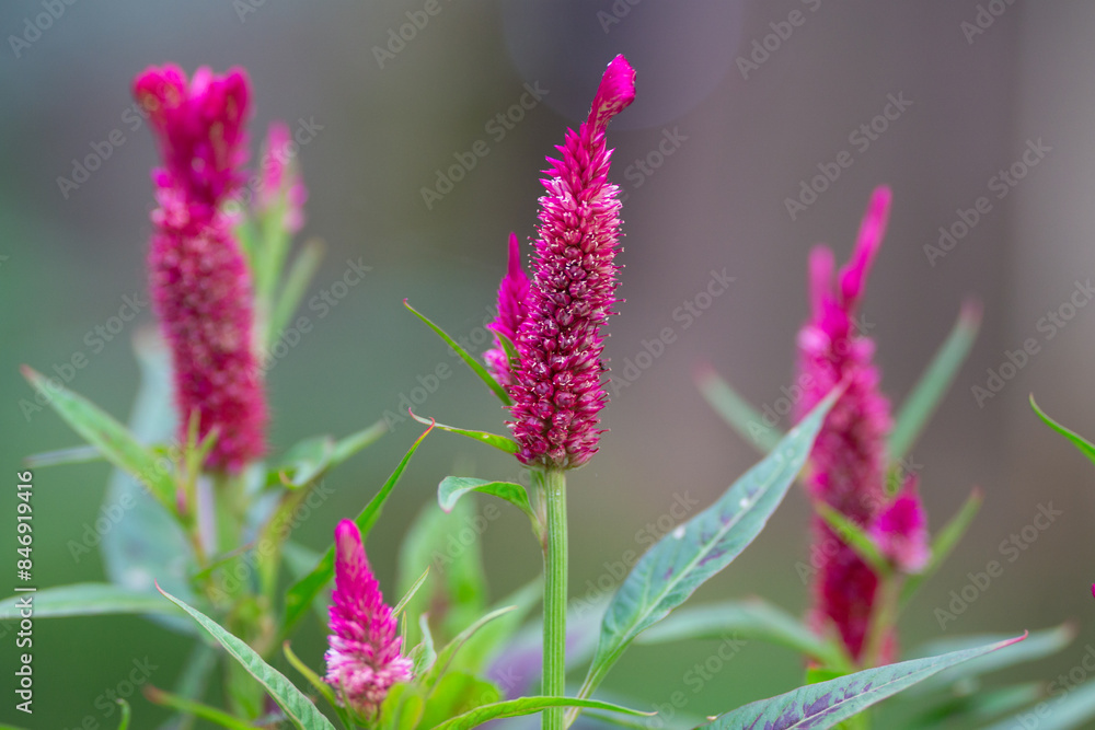 Vibrant Pinkish Red Flowers in Bloom with Green Leaves in a garden Vibrant Pinkish Red Flowers in Bloom with Green Leaves in a garden
