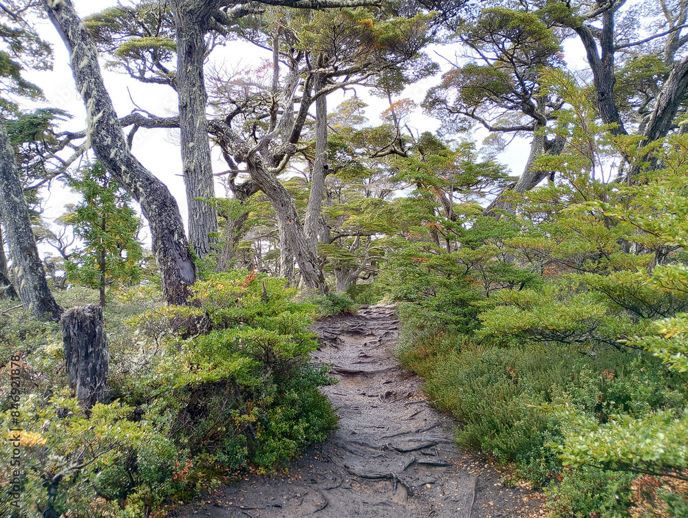 Fototapeta premium Nice Forest in Tierra del Fuego National Park.