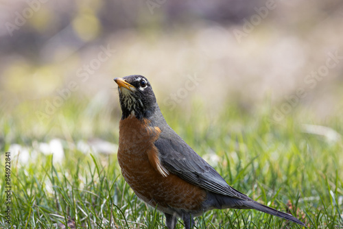 A red breasted robin (Turdus migratorius) standing on a grass lawn.