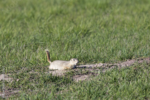 A short-tailed ground squirrel (Urocitellus beldingi) on the lookout in a field of tall green grass. photo