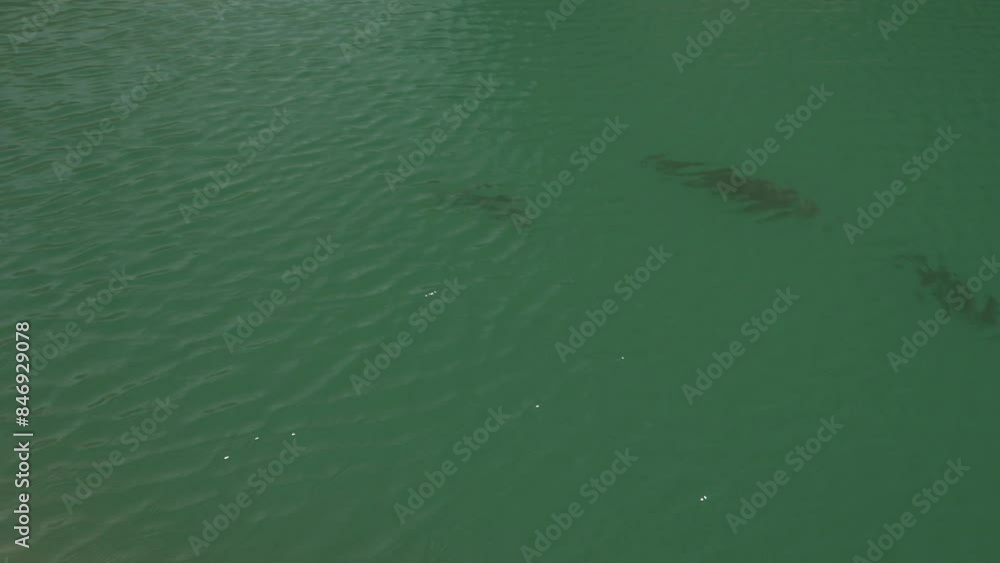 Some fish in the water searching food on the surface Some fish in the water searching food on the surface