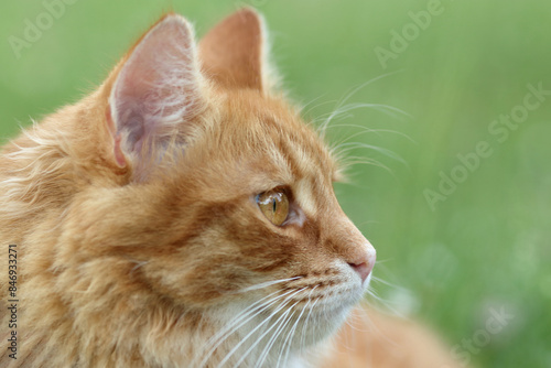 Close-up of a cat's face in profile. Ideal for pet-related projects, nature themes, or animal photography. cat against a natural background. Ginger Cat sits and looks away